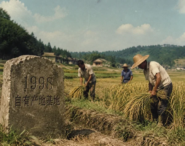 Bumper Rice Harvest